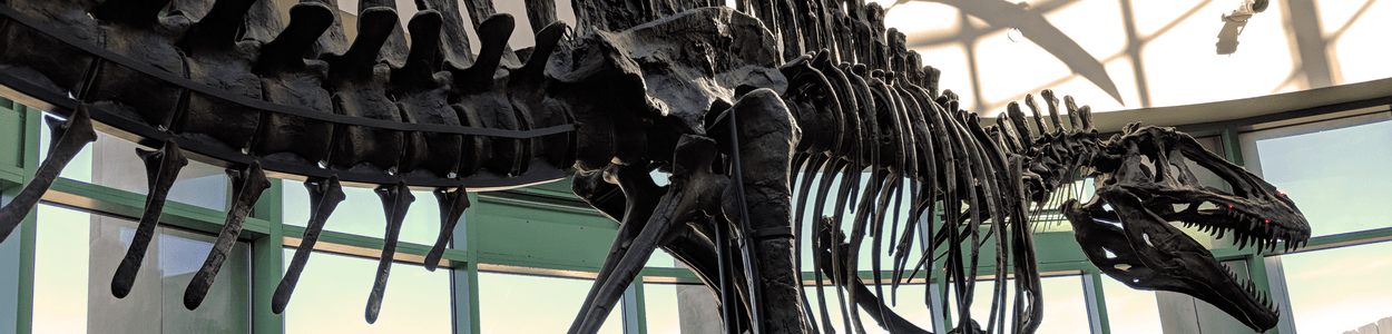 Assembled Fossil of Tyrannosaurus Rex